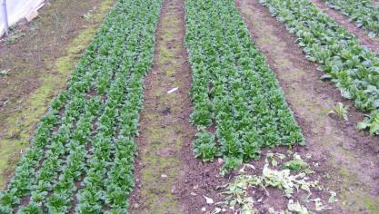 La culture est très belle pour la récolte durant une période de deux semaines,  environ. N'hésitons pas à étaler les plantations pour éviter de devoir  enlever les feuilles jaunies à la base des plantes.