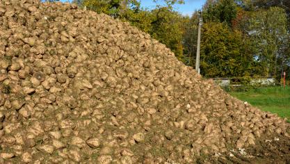 Si les prix du sucre sont actuellement favorables, les agriculteurs ont également dû faire face  à des coûts de production en nette hausse depuis le printemps dernier.