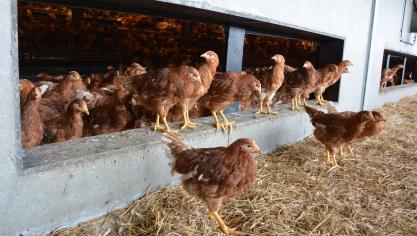 «Tout porte à croire que le virus de la grippe aviaire ne disparaîtra pas rapidement en 2023», s’inquiète l’Afsca.