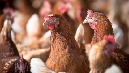 « L’influenza aviaire », est une maladie virale qui touche les oiseaux (sauvages, domestiques et d’élevage) et dont le taux de mortalité est très élevé.