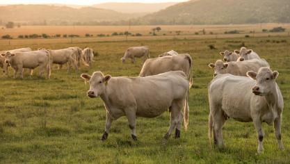 Plusieurs pays européens souhaitent que soit prévu un chapitre relatif  à un système alimentaire durable conditionnant l’octroi de préférences tarifaires  pour la viande bovine et ovine australienne (des produits sensibles pour  les Européens) au respect d’une exigence de durabilité sur l’agriculture pastorale.