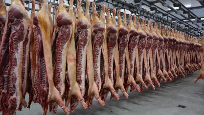Avec une part de 60 % en termes de poids, le secteur porcin reste le plus gros contributeur d’animaux abattus.