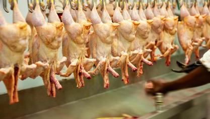 Dans un contexte de disponibilités exportables abondantes, les prix de la volaille s’affichent en recul et ce, malgré les épidémies de grippe aviaire qui sévissent, notamment en Europe.