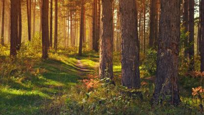 forest-g58736e386_1920
