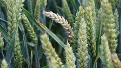 La gestion phytosanitaire des froments peut difficilement se baser sur des conseils généraux seuls. L’agriculteur devra toujours utiliser ceux-ci en fonction des conditions phytotechniques de sa parcelle ainsi que de ses propres évaluations sanitaires.