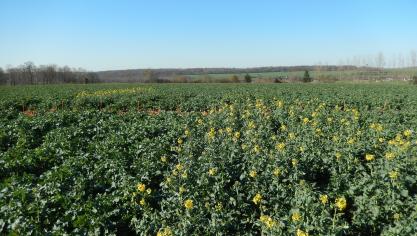 Des différences sont visibles entre variétés, selon leur précocité à la floraison.