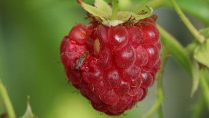 Jusqu’à 84 espèces de plantes-hôtes de Drosophila suzukii sont citées. Parmi celles-ci, les cerises, les fraises, les mûres et myrtilles ou encore les framboises.