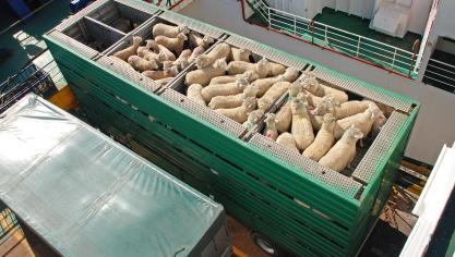 La Cour des comptes suggère d’«attribuer une valeur monétaire à la souffrance animale pendant le transport et de l’intégrer dans le coût du transport et le prix de la viande».