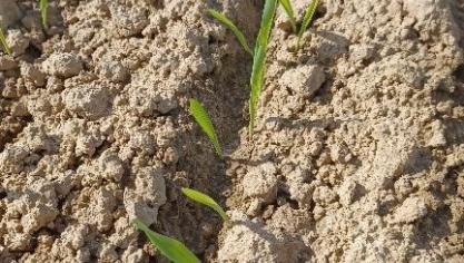 Dans les conditions de référence, et si les reliquats azotés moyens en sortie d’hiver sont de l’ordre 60 kg N/ha sur 90 cm, la fumure conseillée est de 90 kg N/ha à la levée voir au début du tallage dans les meilleures conditions possibles (avant les pluies) et de préférence en solide.