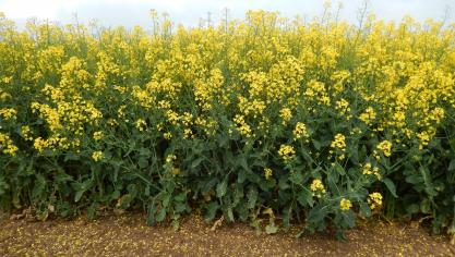 Colza en floraison et formation de siliques, avec nombreux pétales sur sol humide.