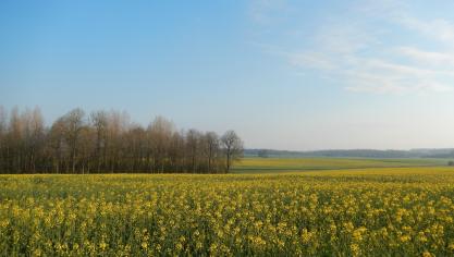 En Belgique, la dimoxystrobine est agréée en colza d’hiver dans le Cantus Gold (10468P/B).