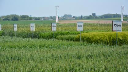 La vitrine variétale, installée sur le Ferme de Liessart, regroupe  les fleurons de l’entreprise, les nouveautés disponibles dès l’automne  ainsi que quelques candidats à une future commercialisation.