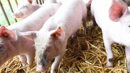 Un vaccin vivant a été testé en décembre 2022 aux Philippines, sur plus de 270.000 cochons dans 226 fermes d’engraissement. « Quatre semaines après la vaccination, tous les porcs étaient en bonne santé, avec une réponse immunitaire atteignant les 94,85 %.