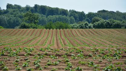 Les éventuels problèmes de germination peuvent résulter d’une moins bonne qualité  des plants mais aussi des aléas climatiques de ce printemps.