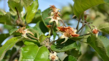 Sur le terrain, une période de sortie d’hiver douce suivie de gel important peut causer  de gros dommages, notamment en arboriculture. En témoigne la couleur brune  des pistils et étamines de ces fleurs de pommier, morts suite aux gelées nocturnes.