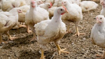 Signalons une légère augmentation (+ 1,1%) de vente d’antibiotiques d’importance critique dueà une plus grande utilisation en 2022 des fluoroquinolones chez les poulets de chair et les veaux de boucherie.