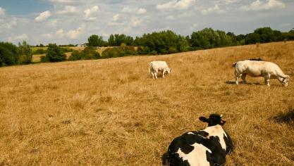Les prairies ont été les plus touchées par cet épisode de sécheresse: en effet, près de 79% (280.345 hectares) de toutes les prairies déclarées (354.496 hectares) ont subi au moins 44% de pertes de rendement.