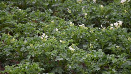 Si nous perdons 10.000 ha de plants cette année dans le Nord-ouest de l