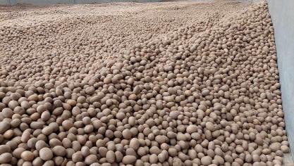 Depuis 2019, la baisse des surfaces de plants semble inexorable.