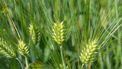 Le produit est fabriqué avec l’intégralité du grain. Il n’y a pas de déchets de production, mais une valorisation à 100% de la matière première.