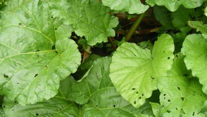 A la fin de l'été, les feuilles produisent les sucres qui alimenteront les réserves à partir desquelles la plante redémarrera l'année suivante.