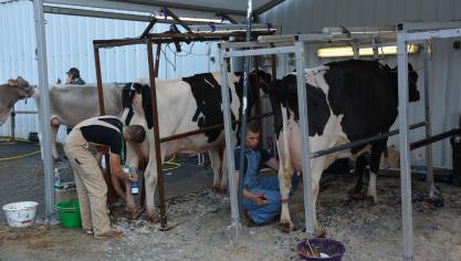Environ 500 bovins étaient présents et ont pris part à de nombreux concours, tout au long des trois jours du salon.