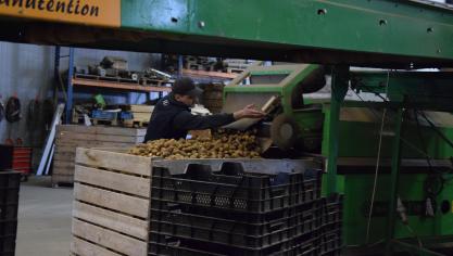 La Belgique figure parmi les cinq plus gros pays producteurs de pommes de terre  en Europe et est réputée pour sa production de tubercules de qualité,  notamment grâce à ses sols fertiles et à son expertise agricole.