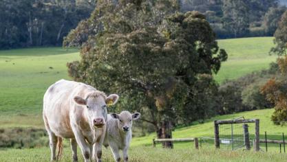 vaches
