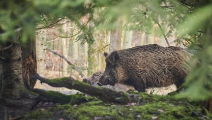 le nourrissage va être progressivement interdit d’abord pendant une partie de la période de chasse en battue.