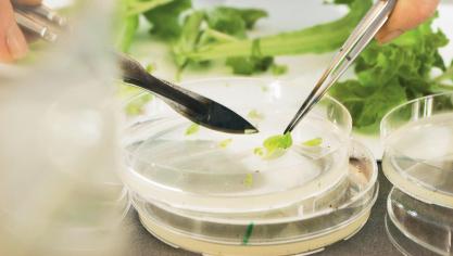 preparation_of_plant_samples-web