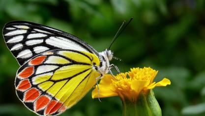Les eurodéputés souhaitent que la commission propose une ligne budgétaire dédiée  pour soutenir la surveillance systématique de la biodiversité, les indicateurs  et les rapports sur l’état, les tendances et les pressions dans tous les pays de l’UE.