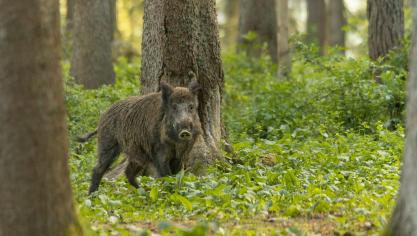 « La prolongation de la période de chasse en battue est une mesure cohérente pour donner toutes les possibilités afin d’atteindre les objectifs des plans de tirs et donc lutter contre la prolifération des sangliers en Wallonie » souligne le ministre Willy Borsus.