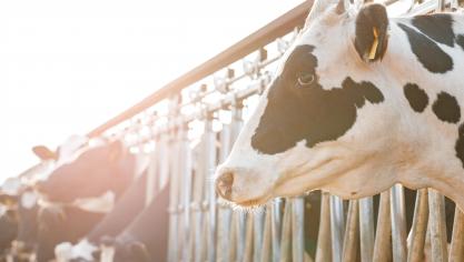 Les exportations vers les pays tiers ne seront pas interdites mais les opérateurs  devront s’assurer du respect des règles de transport de l’UE  jusqu’à l’arrivée des animaux à leur destination.