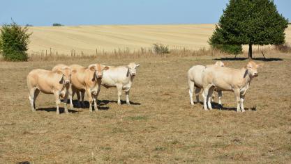 Seules les prairies sont concernées !