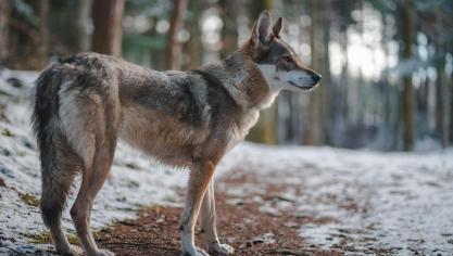 En 2023, on recense 41 proies domestiques signalées et victimes avec certitude du loup, contre 93 en 2022.