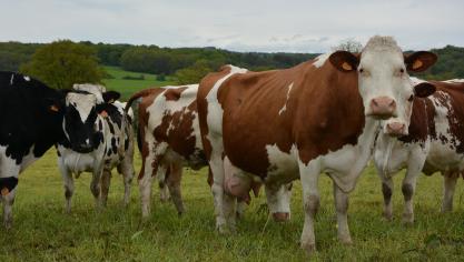 Le programme « Ferme laitière bas carbone » rassemble plus de 18.000 éleveurs  décidés à réduire l’impact de leur activité sur l’environnement.