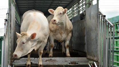 La FNCB s’inquiète de la situation pour le prix des bovins dans les prochains mois et demande notamment une requalification par l’Union européenne des maladies vectorielles dans les échanges intracommunautaires.