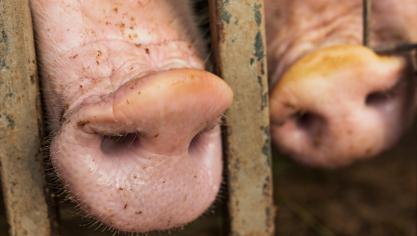 9,4 millions de porcs ont été abattus en 2023.