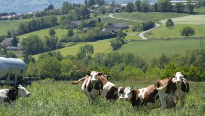 Depuis le 1 er  janvier 2018, la France a perdu 476.000 vaches allaitantes  et 367.000 vaches laitières.