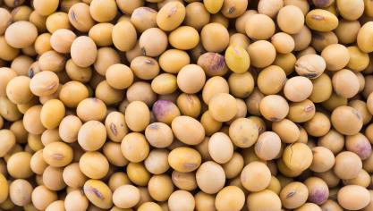 soybean-isolated-white-background