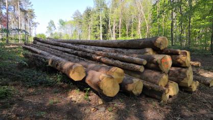 Comparativement à l’automne 2023, les prix moyens  des bois sur pied n’évoluent que très peu en ce printemps.