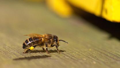 L’abeille noire est la seule abeille mellifère indigène de Belgique.