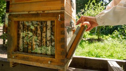 Afin de couvrir davantage de territoire wallon, 16 nouvelles sections apicoles vont bénéficier du soutien pour l’achat de matériel pour la neutralisation des nids.