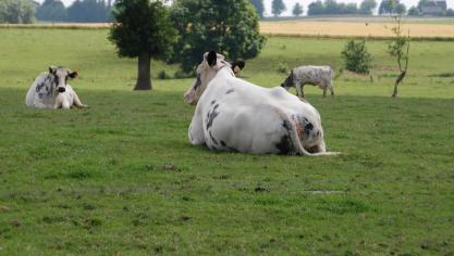 Le ministre régional de l’Agriculture souhaite que des mesures complémentaires soient prises au sujet de la rationalisation des contrôles et du droit à l’erreur.