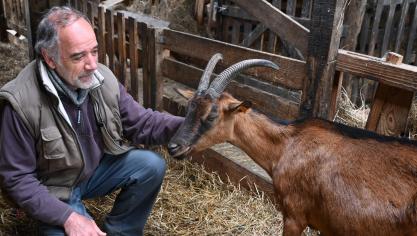 L’éleveur s’est tourné vers les chèvres alpines pour leur morphologie et leur pelage brun.