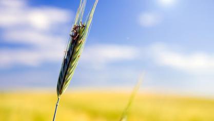 close-up-wheat-with-blurred-background