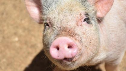 En Wallonie, on dénombre 72 éleveurs de porcs bio, dont 44% de naisseurs-engraisseurs.