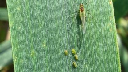 En piquant l’épi en formation, les pucerons impactent négativement le poids et le nombre de grains.