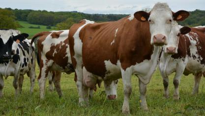 La filière laitière, pourtant habituée à la croissance depuis de nombreuses années,  voit son cheptel fondre de 5 %. En cause : la différence de prix très ténue entre  le lait bio et son équivalent conventionnel, durant plusieurs mois.