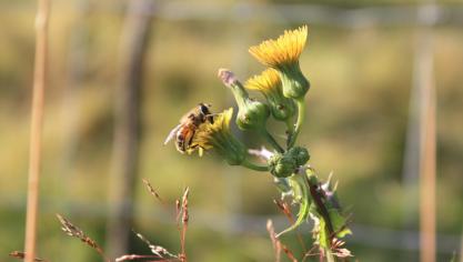 Entre autres actions, des séances d’information, visites  et échanges seront proposés afin de mettre en valeur des pratiques innovantes pour renforcer la biodiversité au sein des exploitations agricoles.